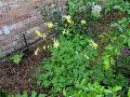 Texas Gold Columbine / Aquilegia chrysantha hinckleyana  